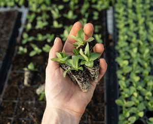 کاشت ، داشت ، برداشت کاشت ، داشت ، برداشت