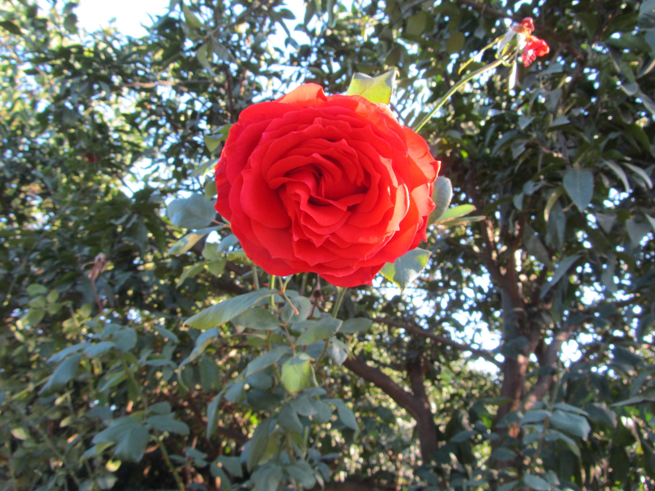 All things grow with care & love All things grow with care & love