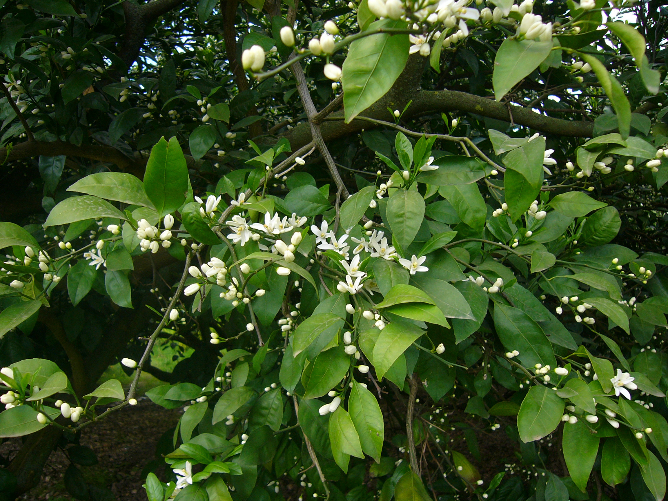 All things grow with care & love All things grow with care & love